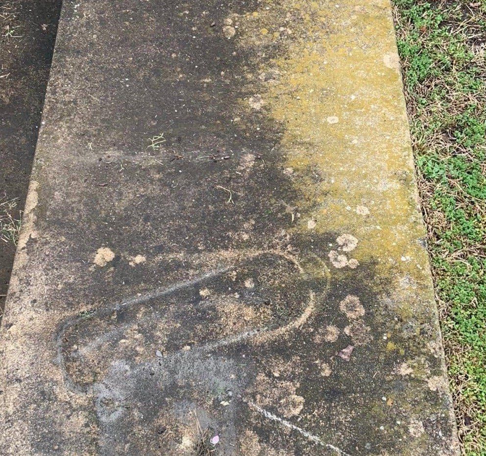 Concrete walk slab covered in green algae and lichen