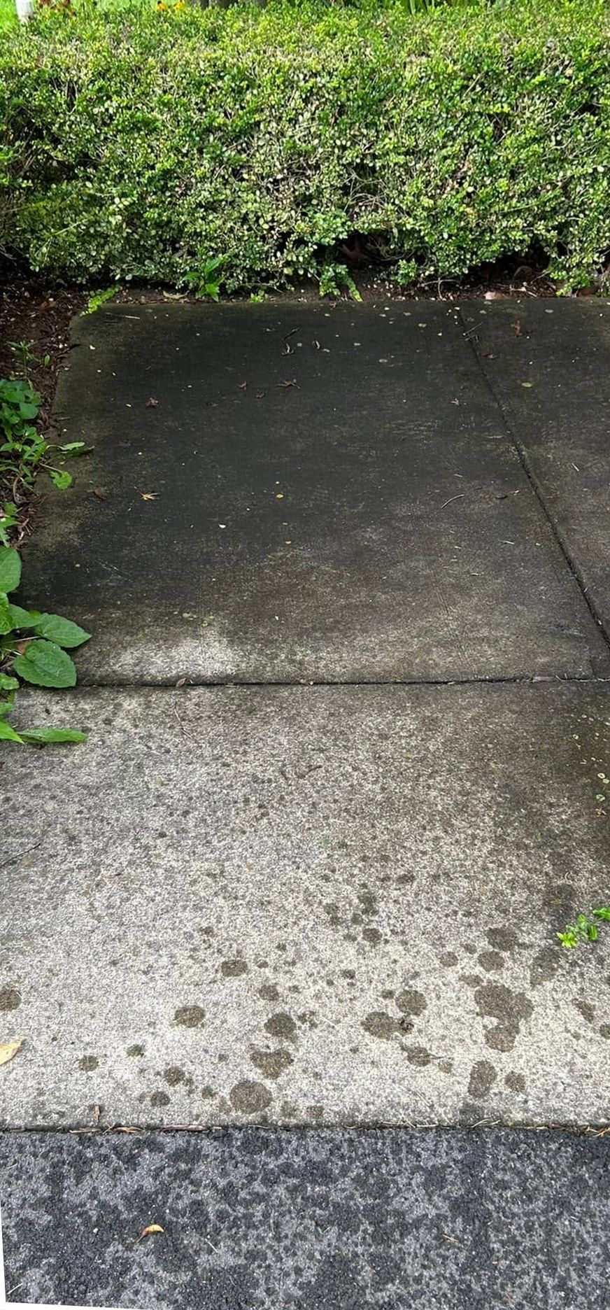 Concrete walk below a trimmed hedge, dark with mildew on the upper slab and dotted with dark spots on the lower one