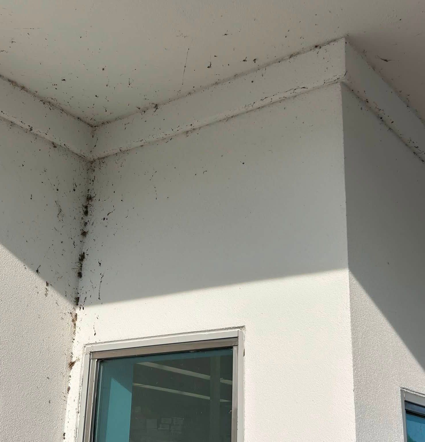 Stucco wall corner under an overhang covered in spider webs and insect debris before washing