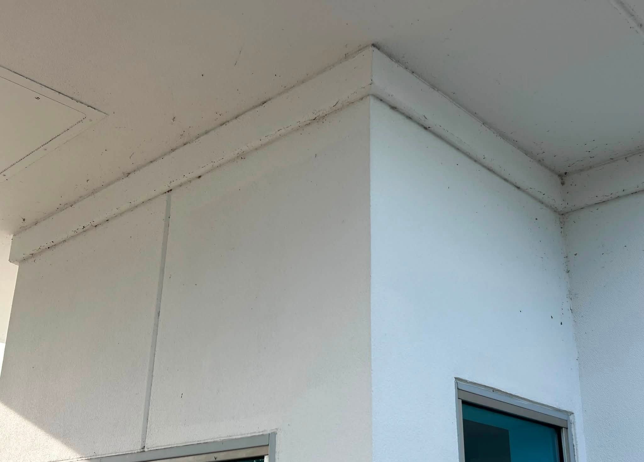 Outside corner of a stucco storefront speckled with webs and insect debris