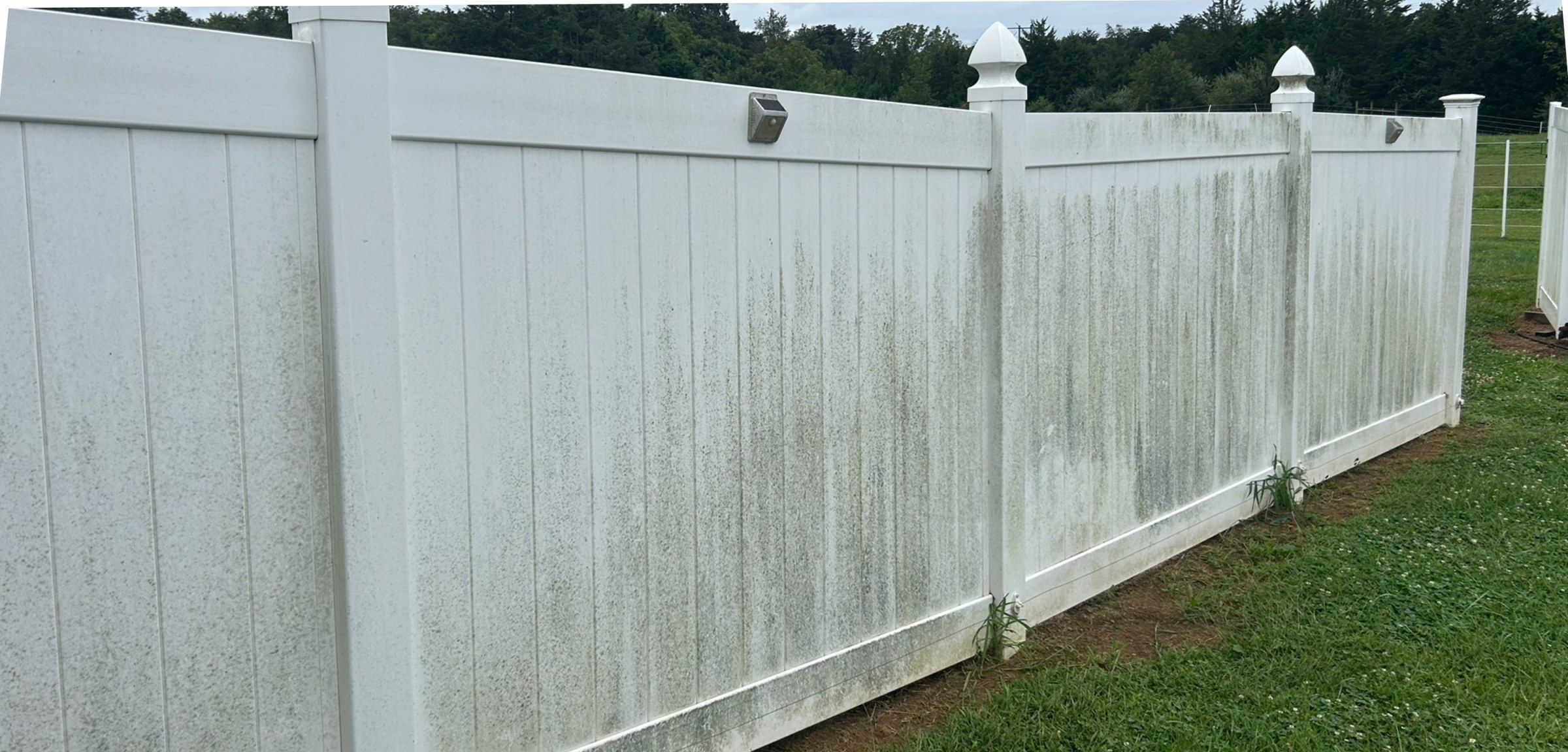 White vinyl privacy fence streaked with green and black growth